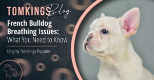 French Bulldog Breathing Issues: What You Need to Know - TomKings Puppies Blog