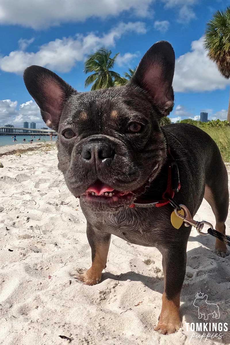 French Bulldog for sale in Florida at TomKings Puppies