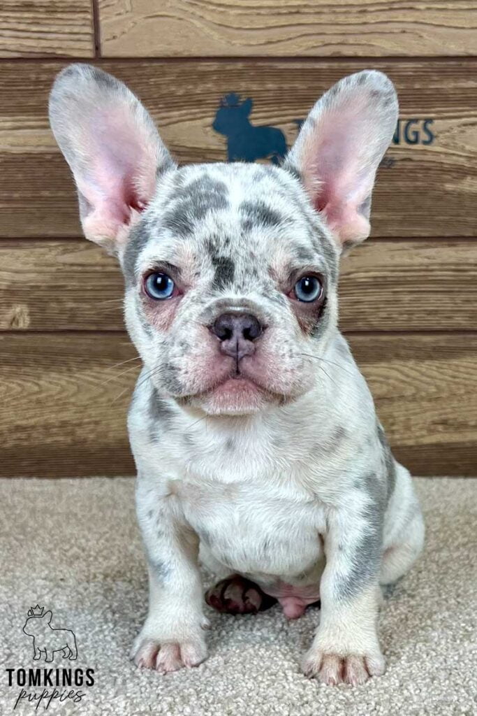 Kenton, available French Bulldog puppy at TomKings Puppies