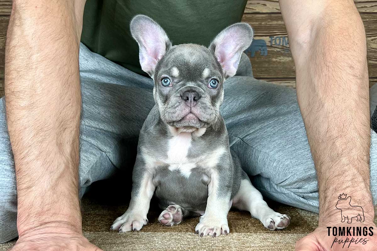 Rich, available French Bulldog puppy at TomKings Puppies