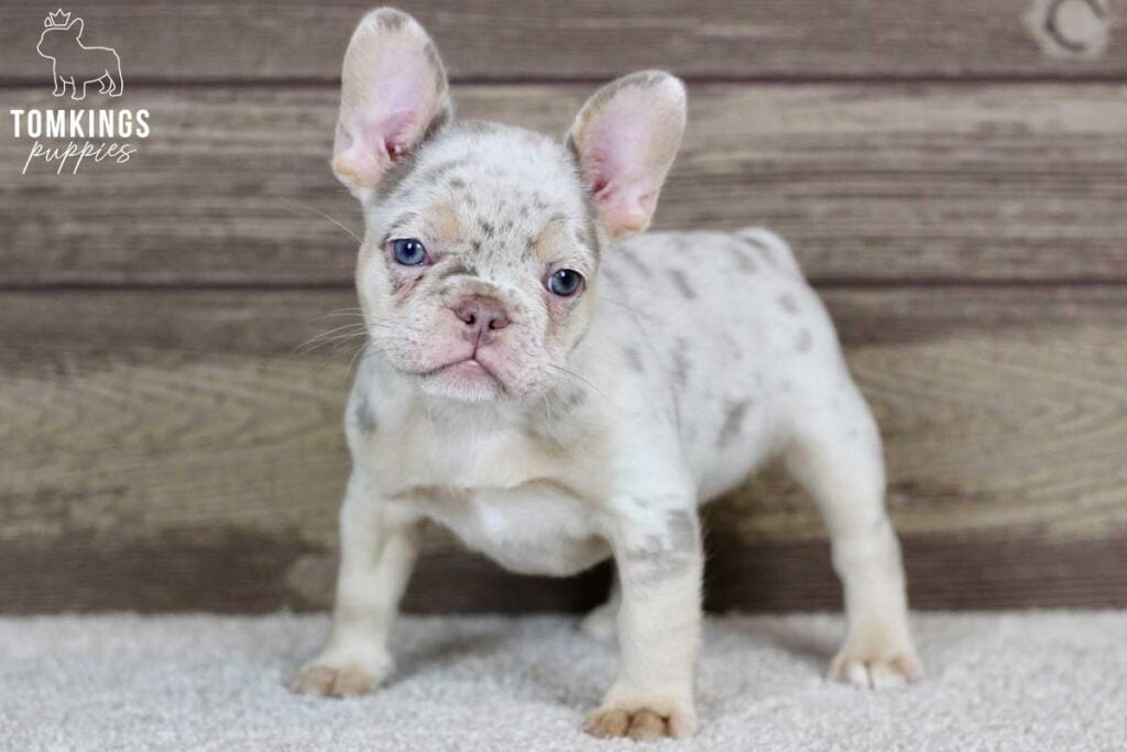 Seraphina, available French Bulldog puppy at TomKings Puppies