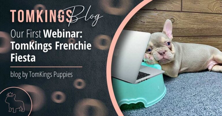 Our First Webinar: TomKings Frenchie Fiesta - TomKings Blog
