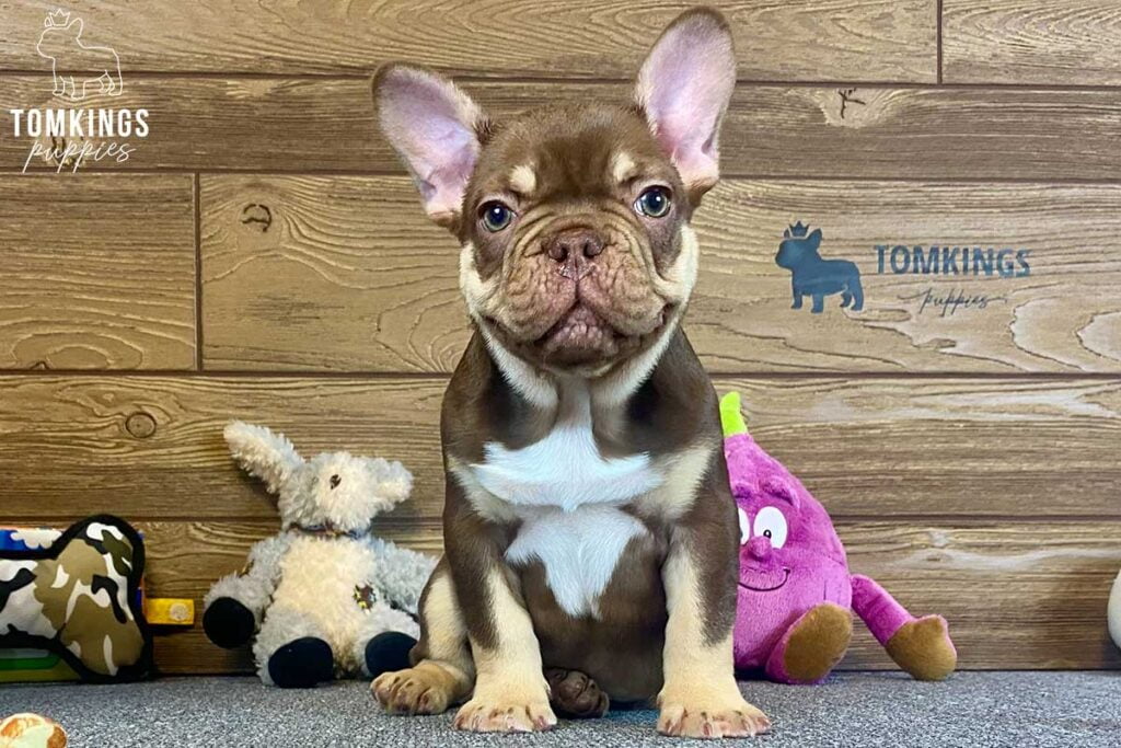 Ulises, available French Bulldog puppy at TomKings Puppies