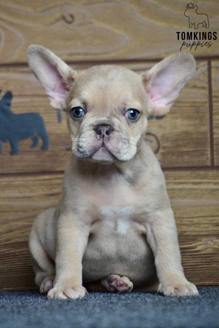 Ayanna, available French Bulldog puppy at TomKings Puppies