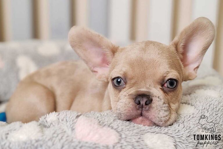 Ayanna, available French Bulldog puppy at TomKings Puppies