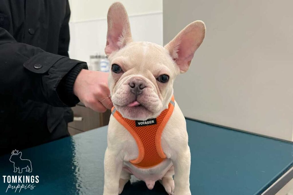 7 Tips to Find the Best Vet for Your Frenchie - TomKings Puppies Blog