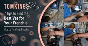 7 Tips to Find the Best Vet for Your Frenchie - TomKings Puppies Blog