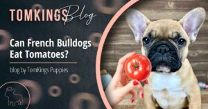 Can French Bulldogs Eat Tomatoes? - TomKings Puppies Blog