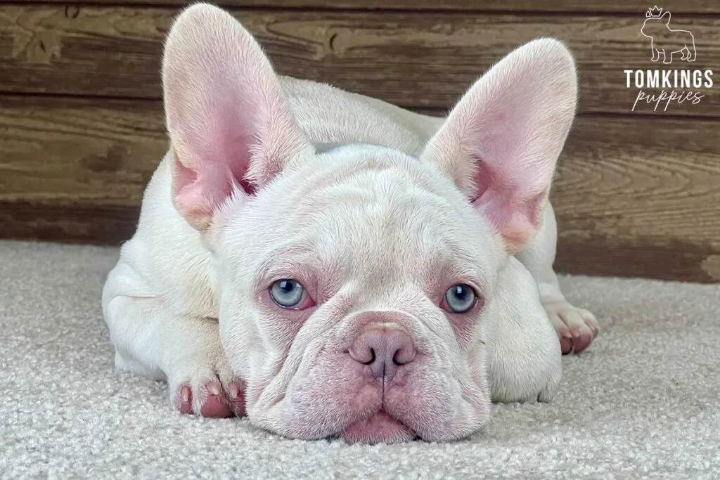 Ferris, available French Bulldog puppy at TomKings Puppies