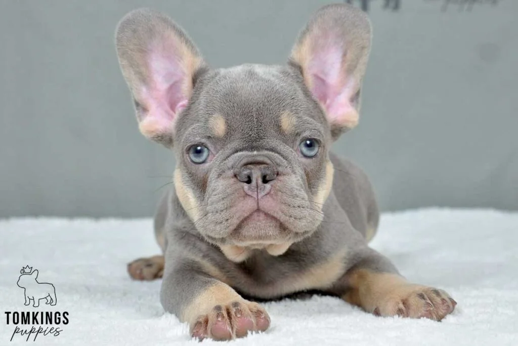 Hero, available French Bulldog puppy at TomKings Puppies