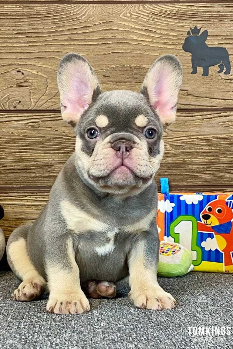 Lilac and Tan French Bulldog - TomKings Puppies