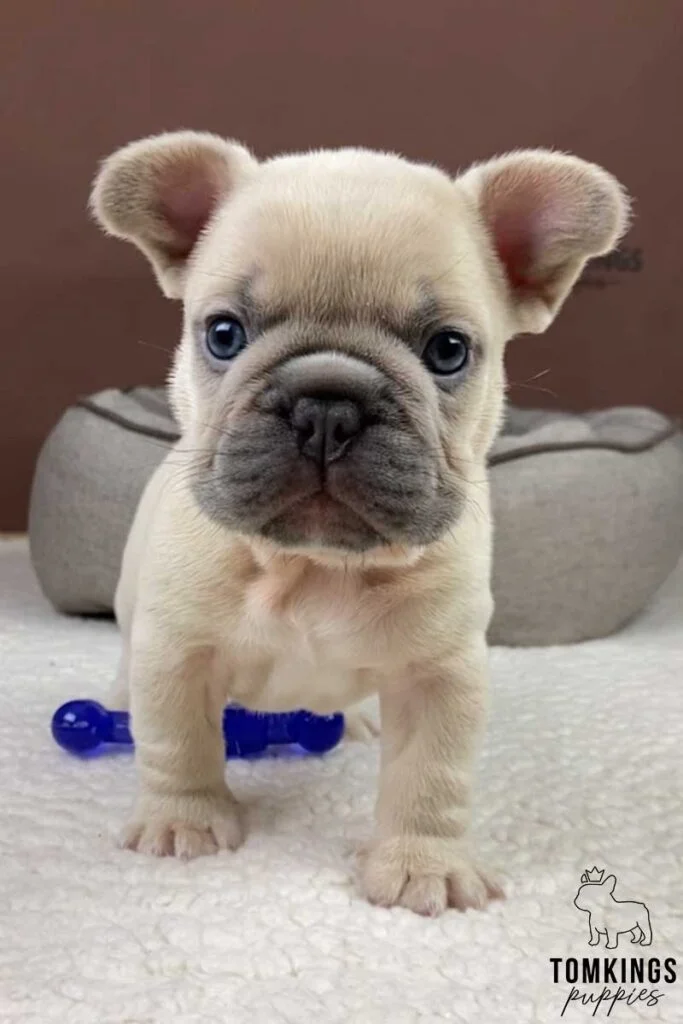 Lilac Fawn French Bulldog - TomKings Puppies