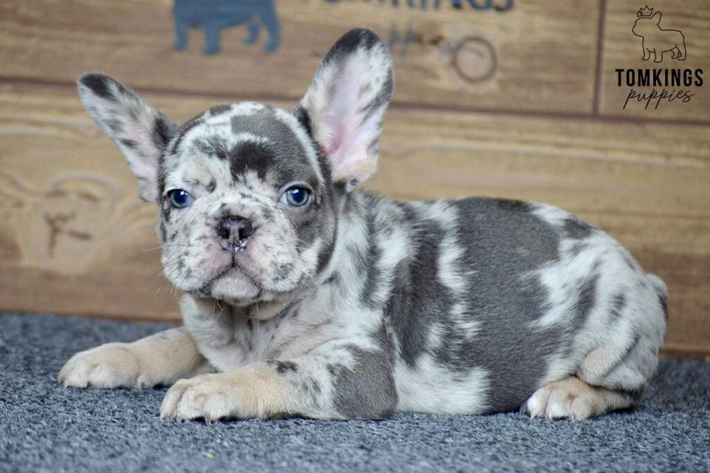 Oisin, available French Bulldog puppy at TomKings Puppies
