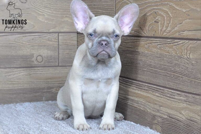 Sunlee, available French Bulldog puppy at TomKings Puppies