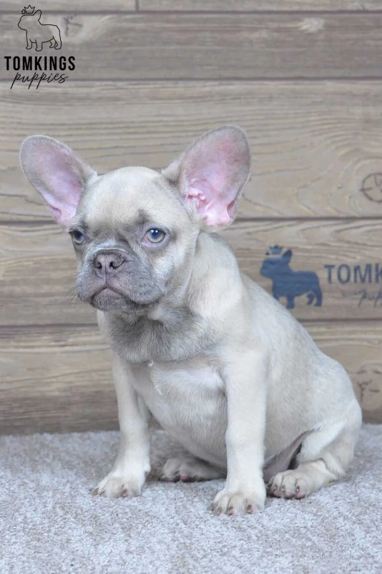 Sunlee, available French Bulldog puppy at TomKings Puppies