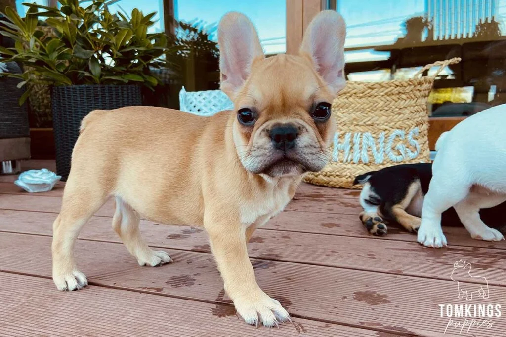 Urajiro French Bulldog - TomKings Puppies