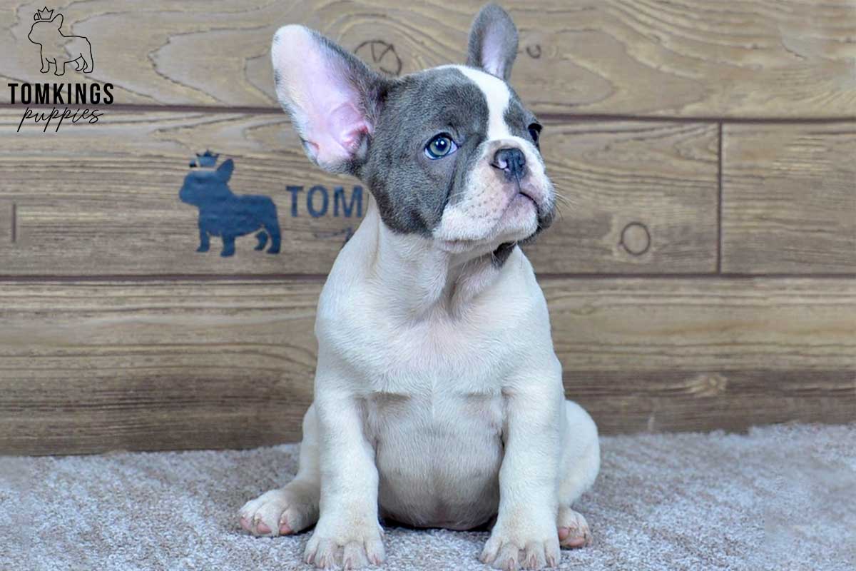 Becky, available French Bulldog puppy at TomKings Puppies