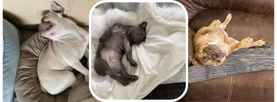 French Bulldog Sleeping: Facts and Training Guide