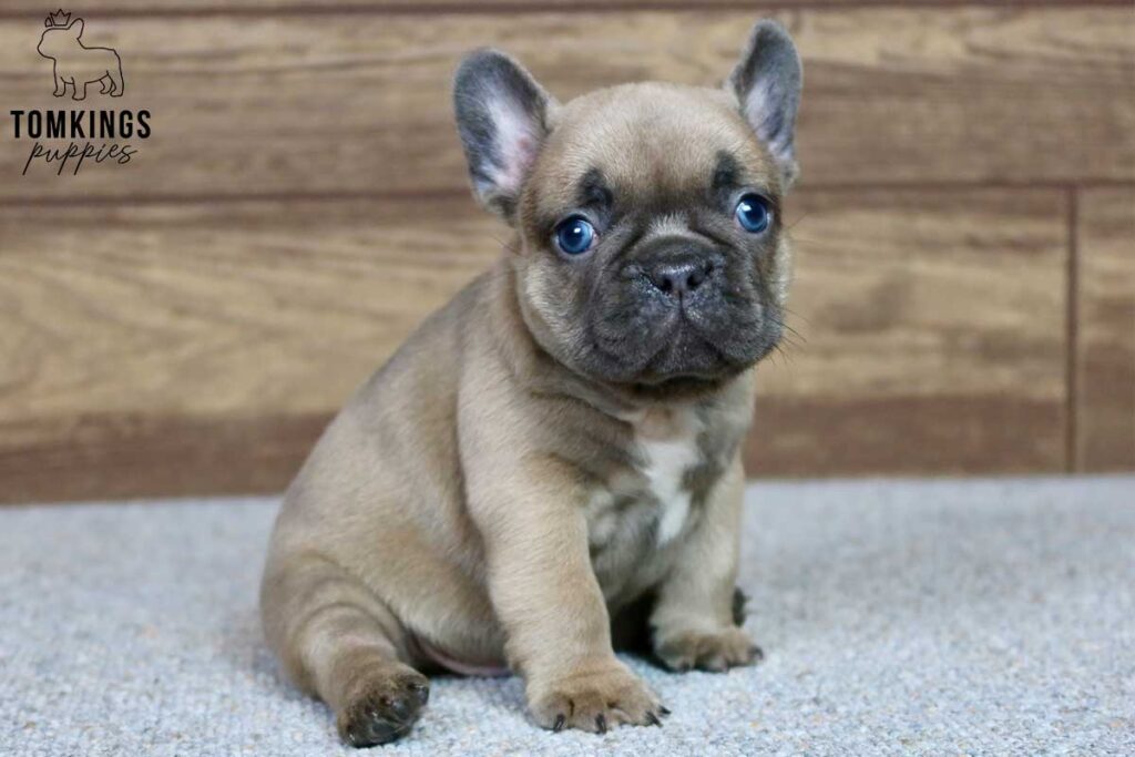 Campbell, available French Bulldog puppy at TomKings Puppies