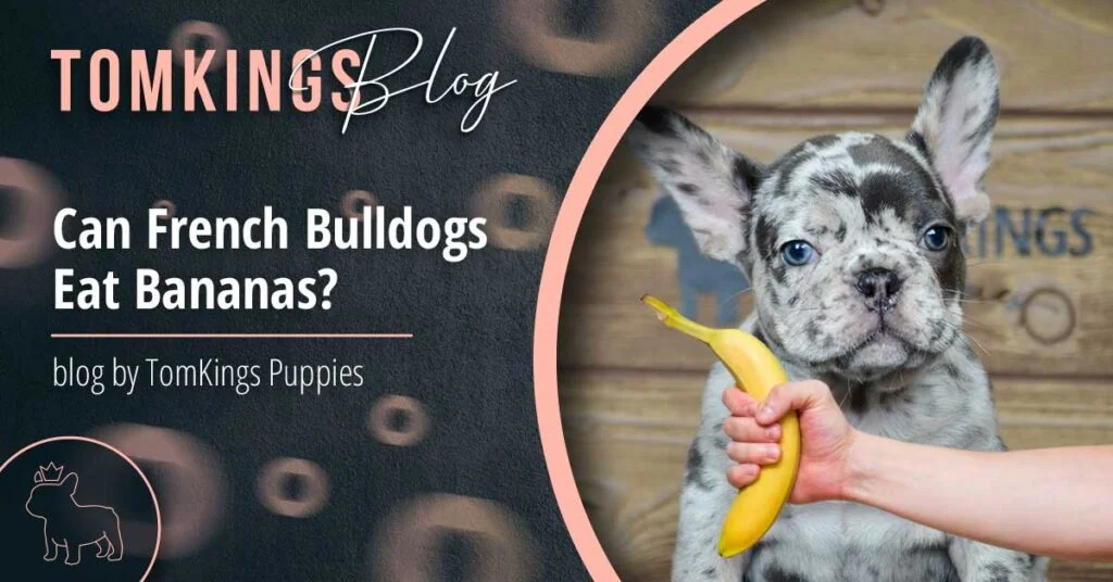 Can French Bulldogs Eat Bananas? - TomKings Blog