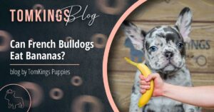 Can French Bulldogs Eat Bananas? - TomKings Blog
