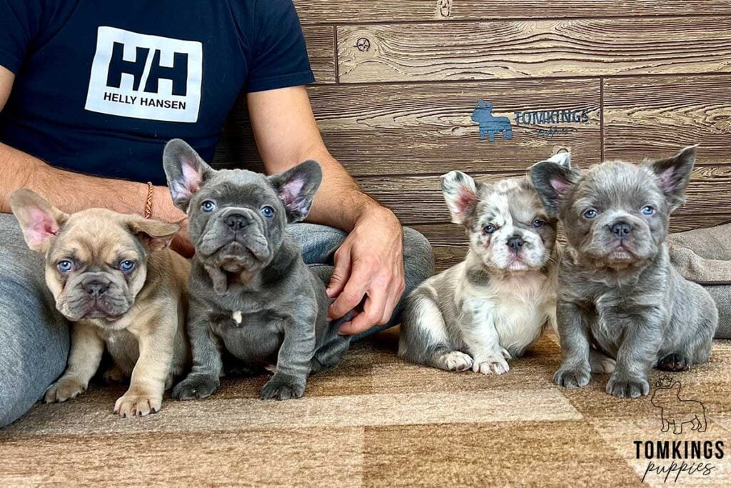 Caprice, available French Bulldog puppy at TomKings Puppies