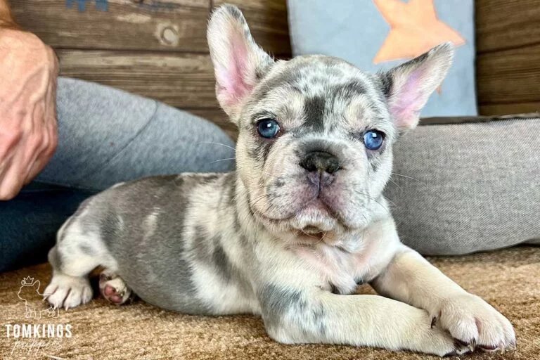 Cedric, available French Bulldog puppy at TomKings Puppies