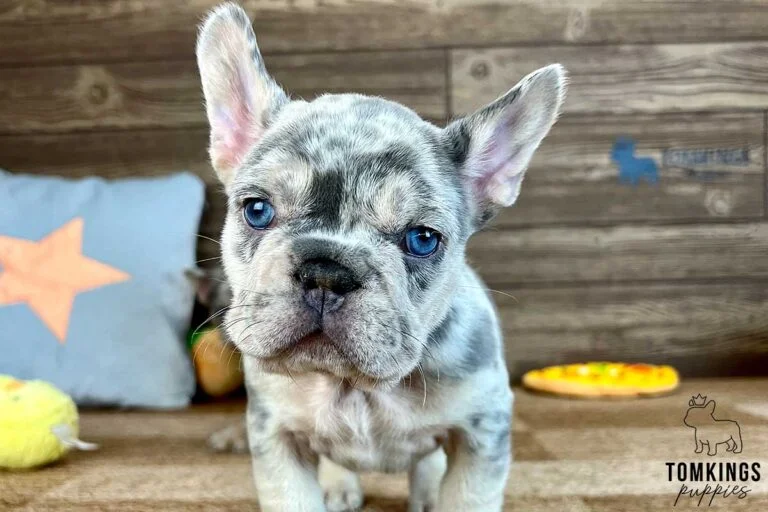 Cedric, available French Bulldog puppy at TomKings Puppies