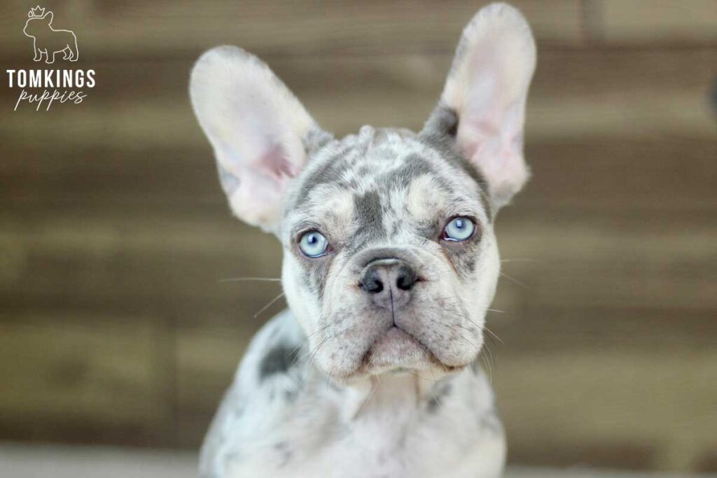 Cedric, available French Bulldog puppy at TomKings Puppies