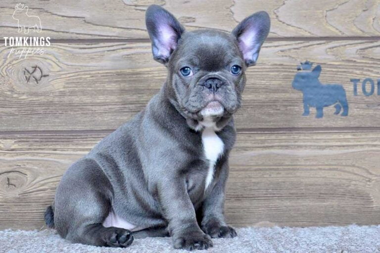 Celia, available French Bulldog puppy at TomKings Puppies