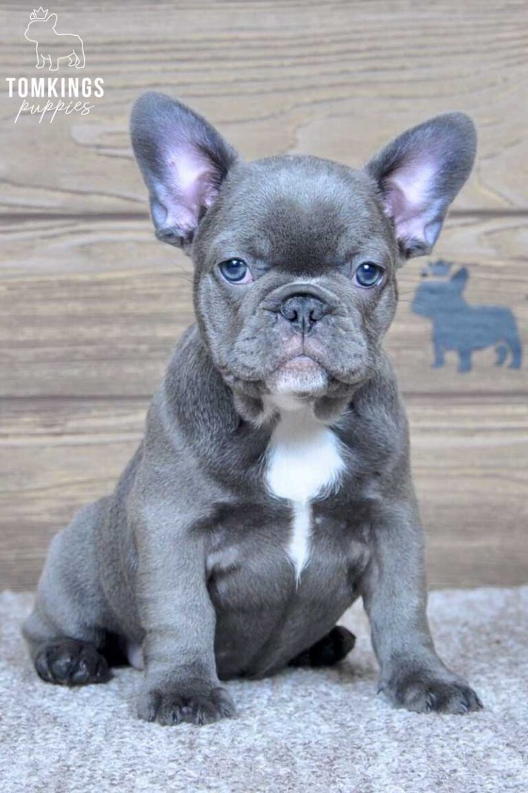 Celia, available French Bulldog puppy at TomKings Puppies