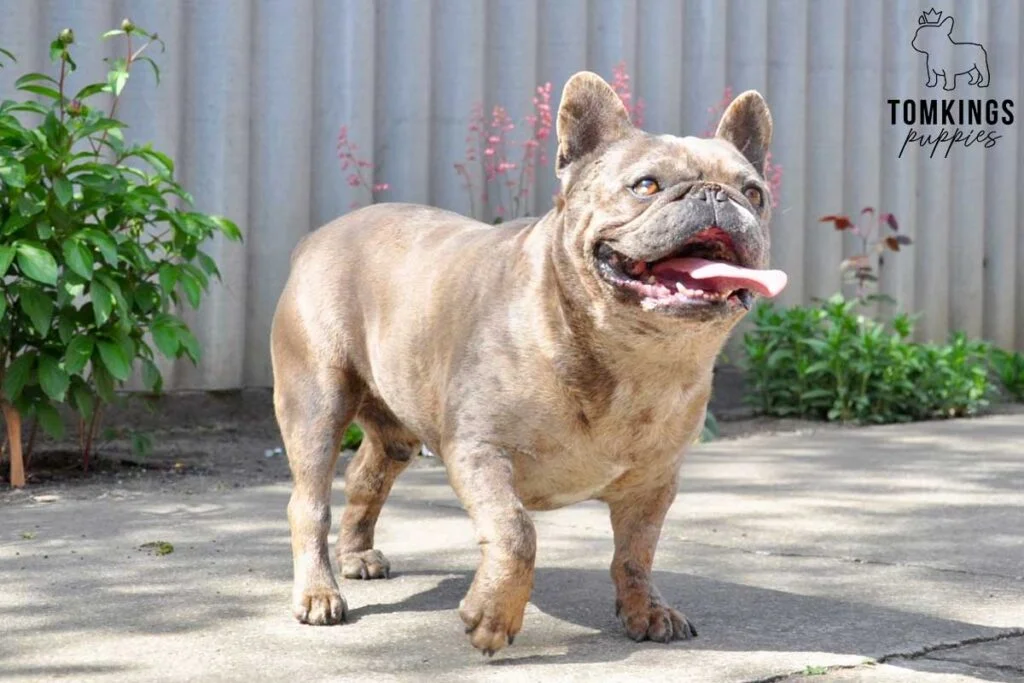 French Bulldog - TomKings Puppies