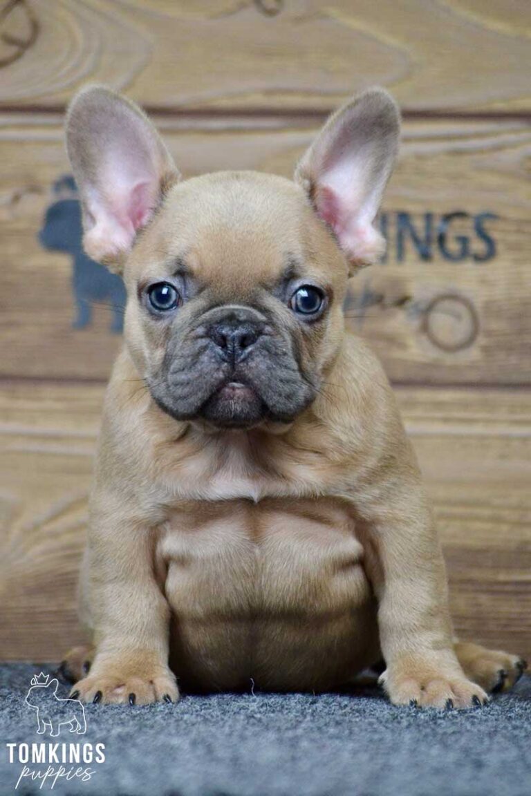 Freddy, available French Bulldog puppy at TomKings Puppies