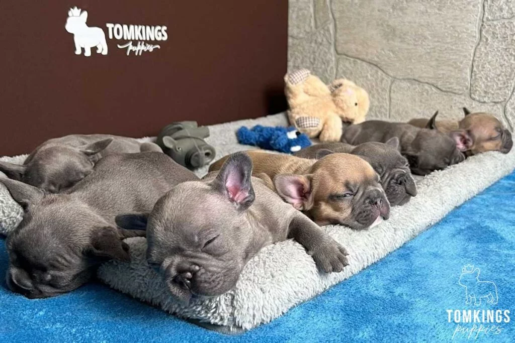 French Bulldog Sleeping: Facts and Training Guide