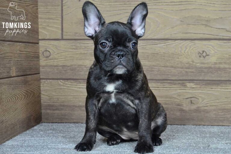 Ginger, available French Bulldog puppy at TomKings Puppies