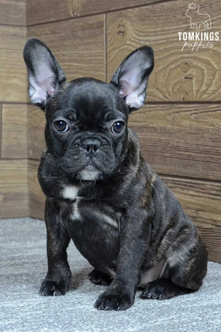 Ginger, available French Bulldog puppy at TomKings Puppies