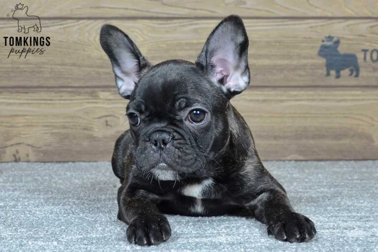 Ginger, available French Bulldog puppy at TomKings Puppies