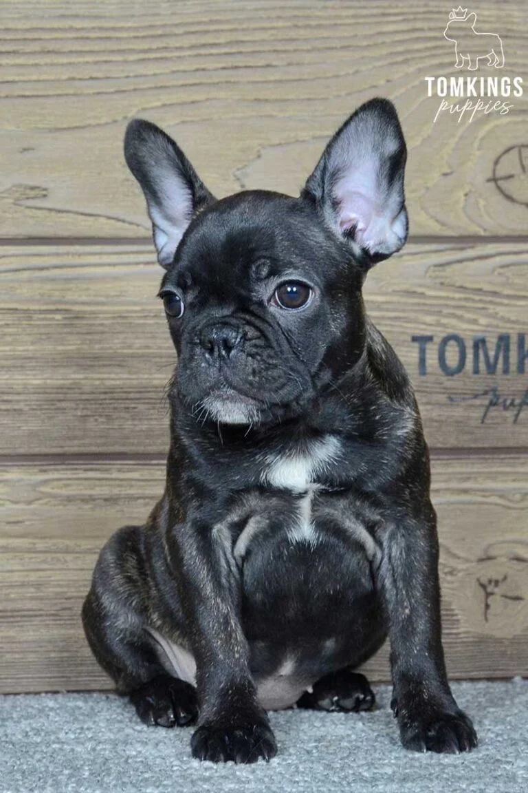 Ginger, available French Bulldog puppy at TomKings Puppies