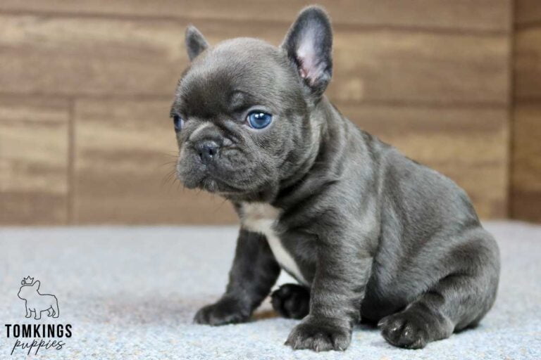 Jen, available French Bulldog puppy at TomKings Puppies