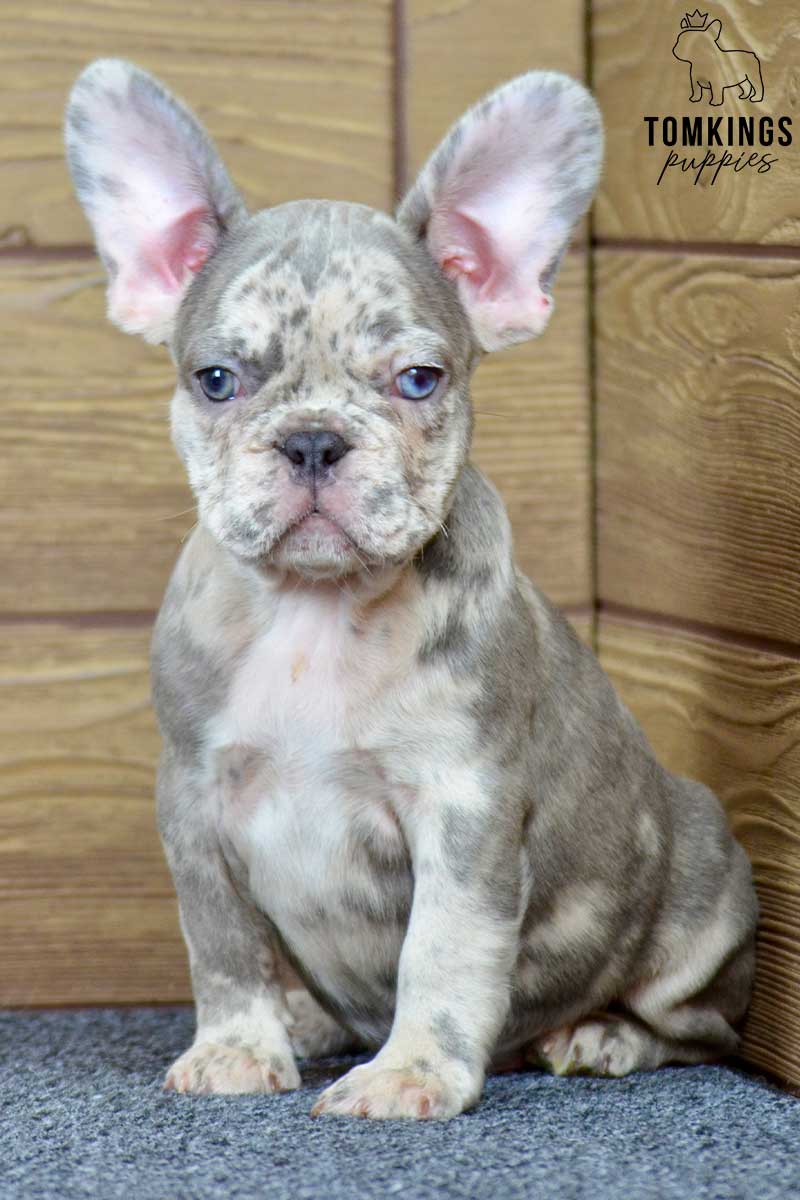 Larry, available French Bulldog puppy at TomKings Puppies