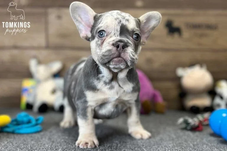 Malcolm, available French Bulldog puppy at TomKings Puppies