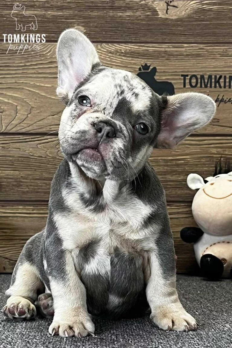 Malcolm, available French Bulldog puppy at TomKings Puppies
