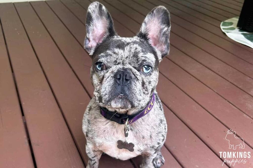 Is Your Mental Health Important? Get a Frenchie! - TomKings Blog