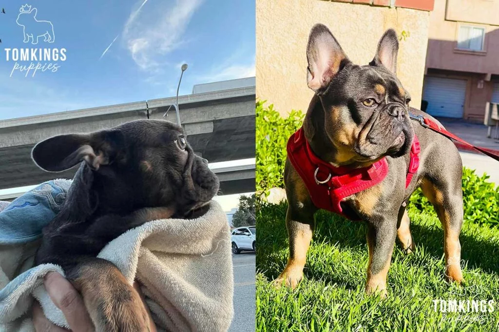 Is Your Mental Health Important? Get a Frenchie! - TomKings Blog