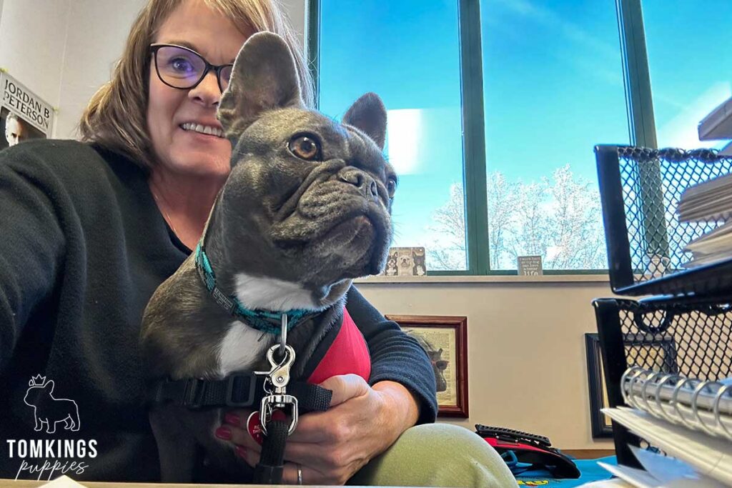 Is Your Mental Health Important? Get a Frenchie! - TomKings Blog