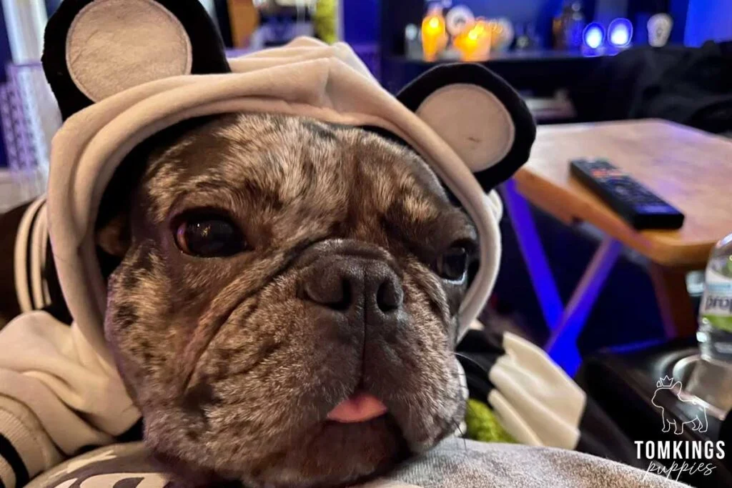 Is Your Mental Health Important? Get a Frenchie! - TomKings Blog