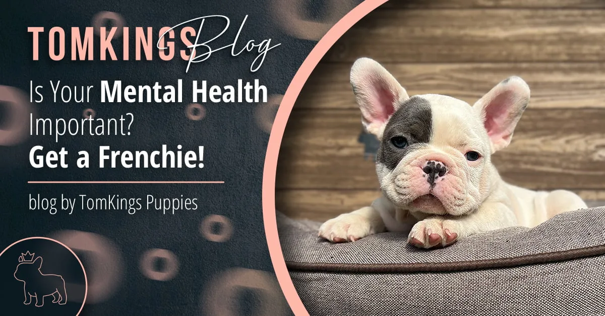 Is Your Mental Health Important? Get a Frenchie! - TomKings Blog