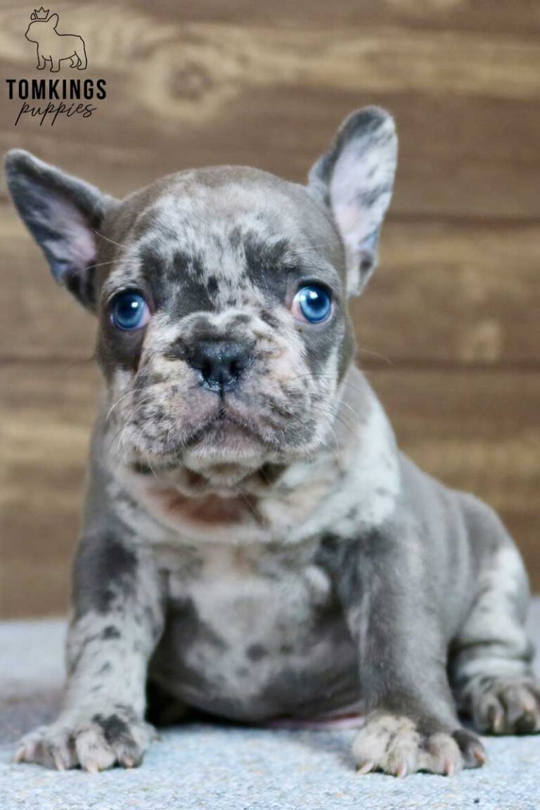Oliver, available French Bulldog puppy at TomKings Puppies