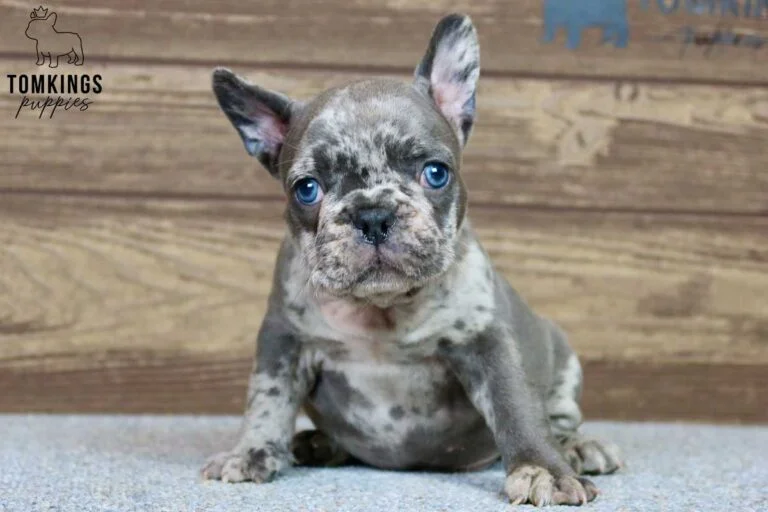 Oliver, available French Bulldog puppy at TomKings Puppies