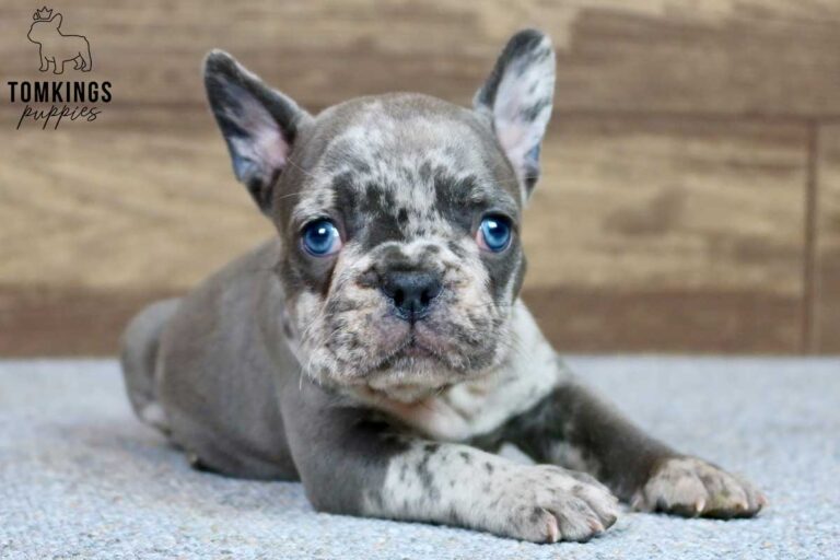 Oliver, available French Bulldog puppy at TomKings Puppies